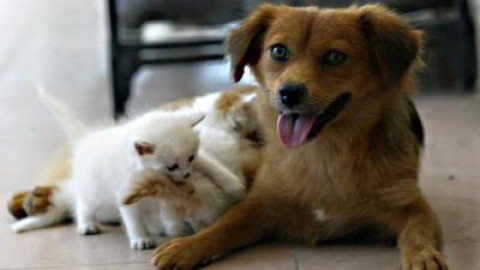 Simit (Società malattie infettive): ecco le infezioni causate dagli animali – Affaritaliani.it