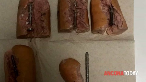 Wurstel con dentro chiodi in un'area per cani, scatta la denuncia – AnconaToday