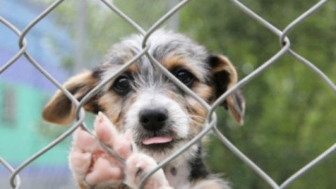 Comune di Isili, 400 euro per chi adotta un cane – Cagliaripad