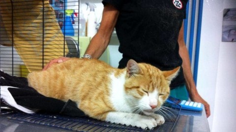 Nessuna assistenza per i gatti incidentati, la protesta di una cittadina – CesenaToday