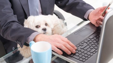 Animali e cuccioli – DeAbyDay.it (Blog)