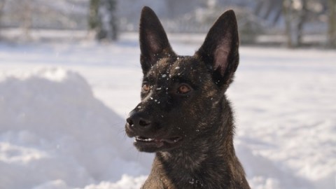 Lo sapevi che | Perché si dice: “fa un freddo cane?” – focusjunior.it