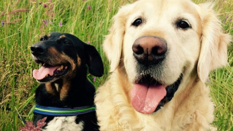 I motivi per portare fuori il cane (oltre la pipì) – Galileo
