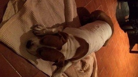 Accoltella con tre fendenti un cane: l'Enpa diffonde il suo identikit – Il Gazzettino