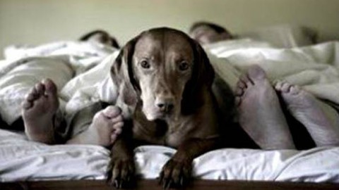 Cani e gatti fanno bene alla coppia: colmano le carenze affettive del … – Il Gazzettino