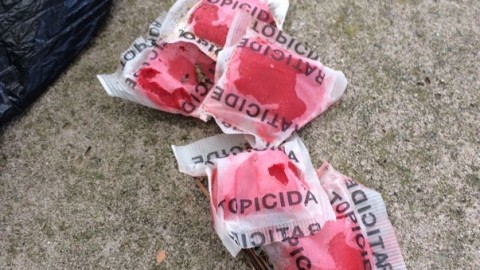 Topicida posizionato non in sicurezza a Capri, l'allarme dell … – Il Mattino