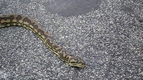 Un pitone a spasso per il centro sabato di terrore a Pomigliano – Il Mattino