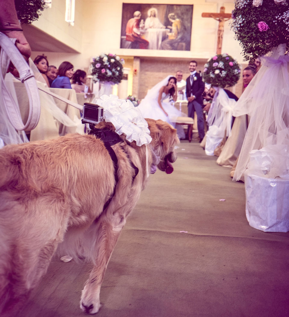 © www.weddingdogsitter.com