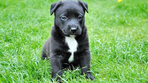 Il cucciolo non è un piccolo cane, ecco cos'è importante sapere – La Gazzetta Trapanese