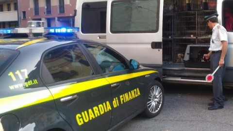 Commercio illegale di cani, fermato a Torino furgone partito da … – La Sicilia