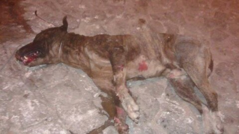 Cane torturato e bruciato a Caltanissetta. WWF lancia allarme … – La Sicilia