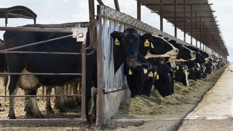 Alimentazione e clima: Renzi dica no al sostegno dell'industria di carne
