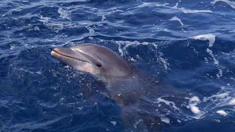 Venezia: evitare contatti con il delfino