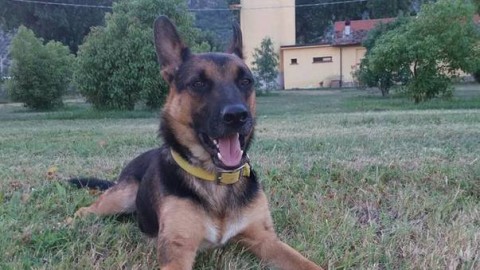 Ziggy, il cane di sei mesi muore per overdose di eroina a piazza … – Leggo.it