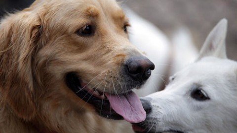 Dalla domesticazione del cane ai disturbi mentali umani – Le Scienze