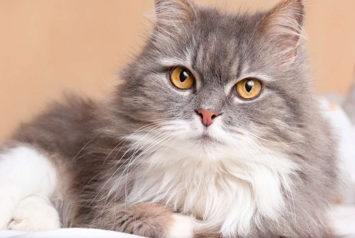 gatto grande