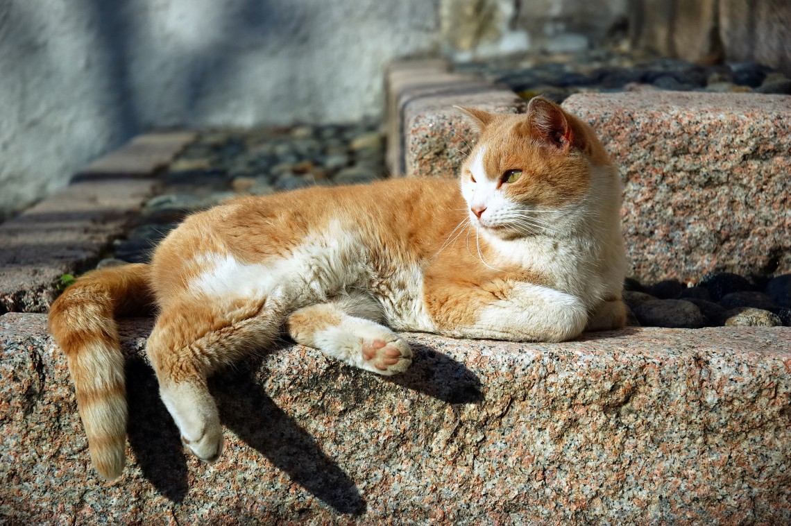 gatto rosso