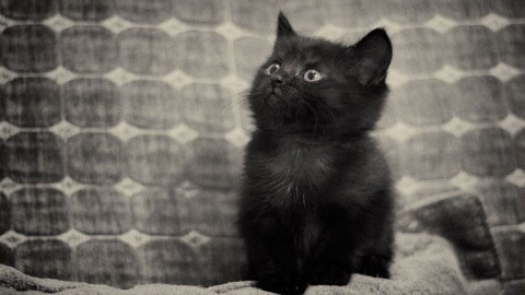 Halloween: ecco le ronde pro gatto nero – Meteo Web