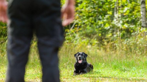 Attenzione e cura dei “pets”: dal cane ai rettili, le infezioni causate … – Meteo Web