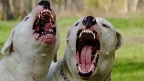 AIDAA: 19 bimbi aggrediti dal cane di casa da gennaio 2016, 2 sono … – Meteo Web