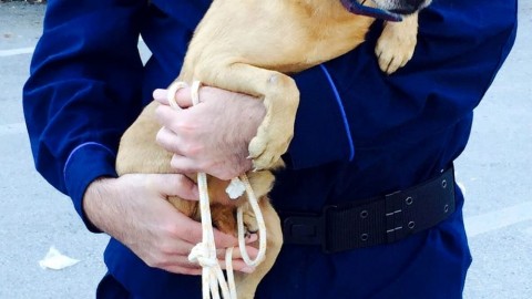 Terremoto, nella zona rossa scatta il salvataggio di cani e gatti: 16 … – PerugiaToday
