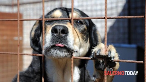 Randagismo a Battipaglia, la Lega del Cane contro le scelte del … – SalernoToday