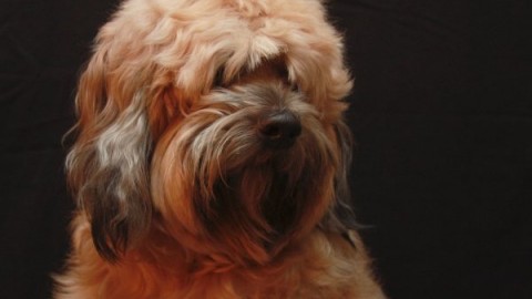 Assicurazione cani, tutelare se stessi e i propri animali domestici – Studio Cataldi