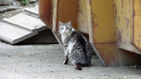 Due pesi e 2 misure sul randagismo, “perché non ci occupa pure dei … – Termoli Online