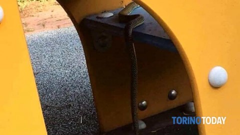 Nel cortile ci sono i serpenti, il dirigente scolastico vieta l'accesso ai … – TorinoToday