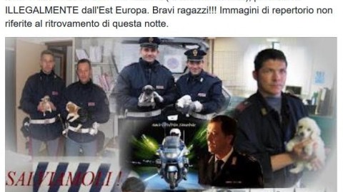 Incredibile sequestro di cuccioli di cane in autostrada: 121 … – VeneziaToday