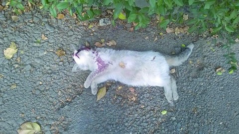 CHIVASSO. Un killer dei gatti in via Favorita? – Giornale La Voce