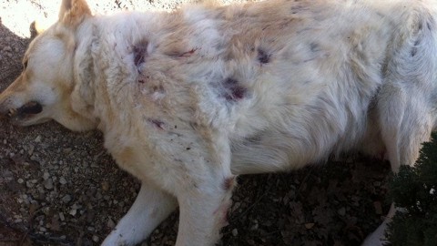 Uccide a fucilate i cani del vicino di casa per vecchi rancori … – RomaToday