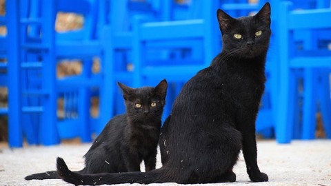 Gatto nero day | La Giornata del gatto nero è il 17 novembre – GraphoMania (Blog)