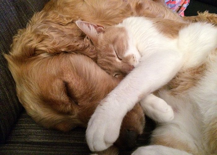 Cani e gatti, nemici amici