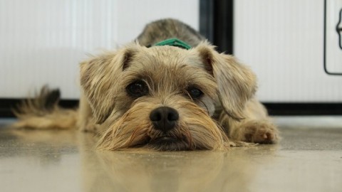 Cani da adottare: 4 consigli per fare la giusta scelta – Buzznews portale di notizie