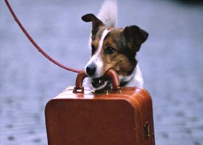 viaggiare-con-il-cane-biglietto-treno