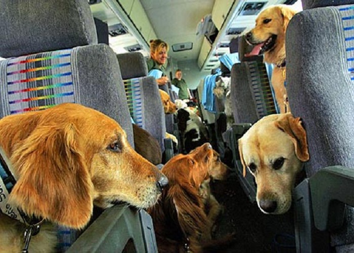 viaggiare-con-il-cane-regole