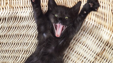 Gatto Nero Day: contro le superstizioni facciamo le coccole ai nostri … – La Repubblica