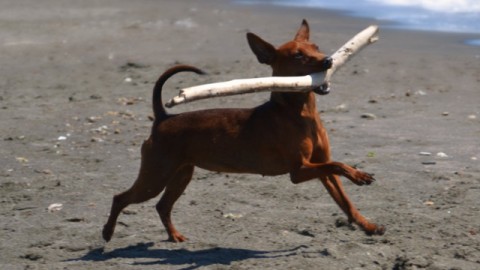 Bastoni e pezzetti di legno: un pericolo per i cani – Petpassion.tv