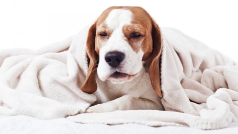 Il cane ha il raffreddore: sintomi e rimedi – Petpassion.tv
