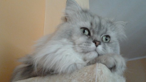 Sognare gatti e gattini: ecco i possibili significati – Petpassion.tv