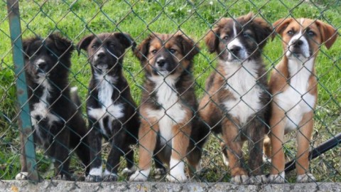 Incentivi sulla Tari adozione cani e compostiere – il Fatto Nisseno