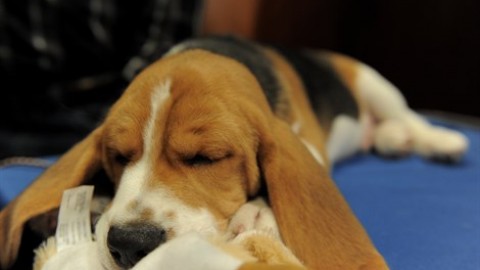 Che cosa sognano i cani? – Vanity Fair.it