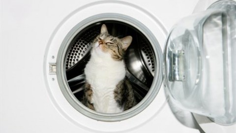 Anche i gatti si possono addestrare (in 10 mosse) – Vanity Fair.it