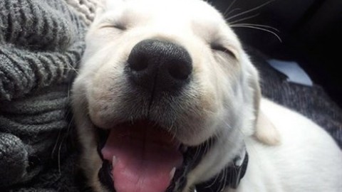 10 lezioni di «filosofia canina» – Vanity Fair.it