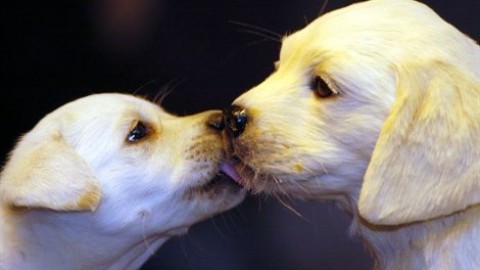 Tutto quello che il tuo cane capisce (solo) con l'olfatto – Vanity Fair.it
