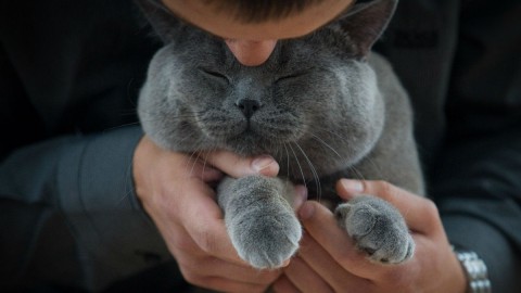 Si possono tagliare le unghie dei gatti? – Wired.it