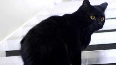 Gatto nero Day, manda la foto del tuo micio total black – TGCOM
