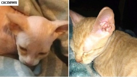 Compra un gatto da 500 euro sul web, poi – Leggo.it
