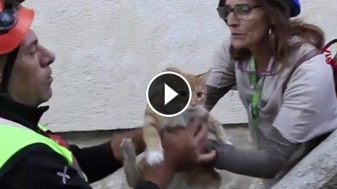 Terremoto, dopo le persone “sfollati” anche gli animali. Il salvataggio … – Il Fatto Quotidiano